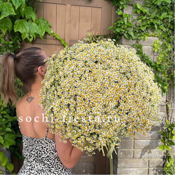 101 ромашка в Щёлкове