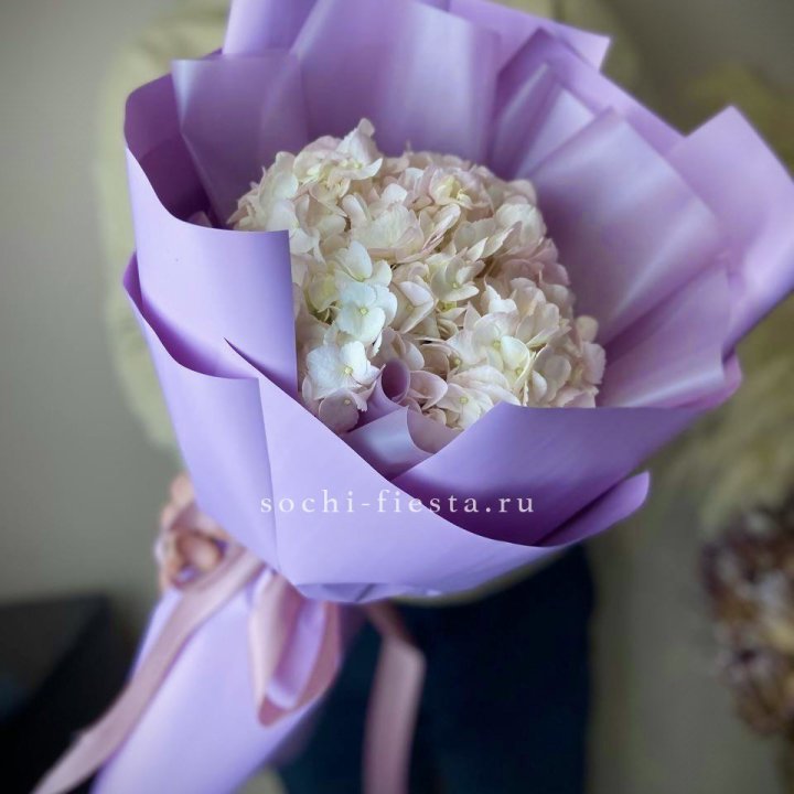 Гортензия розовая в Щёлкове